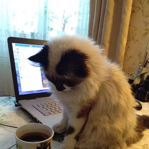 Photo #8815057