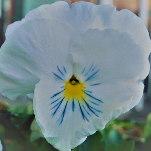 The Flower of Rosemarkie