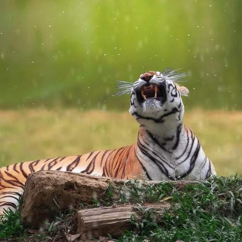 Photo #8815694