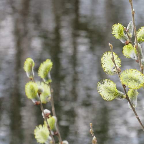 Photo #8816446