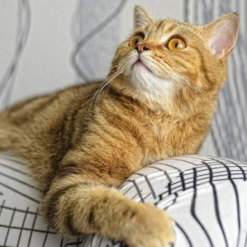 Photo #8816811
