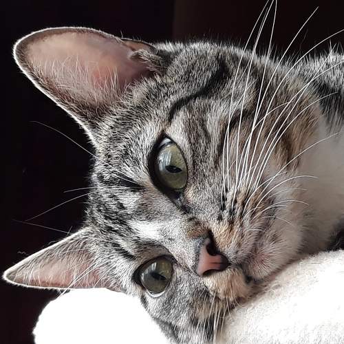 Photo #8817465