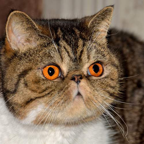 Photo #8817727