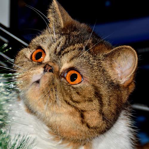 Photo #8817731