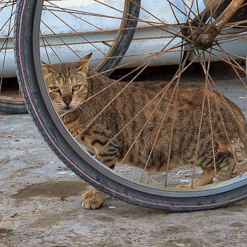 Photo #8818009
