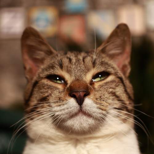 Photo #8818425