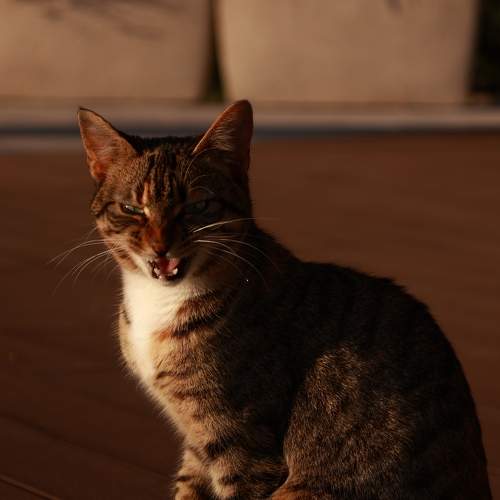 Photo #8818426