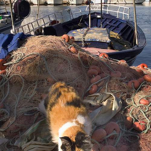 Photo #8819954
