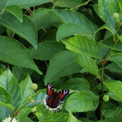 Photo #8821713
