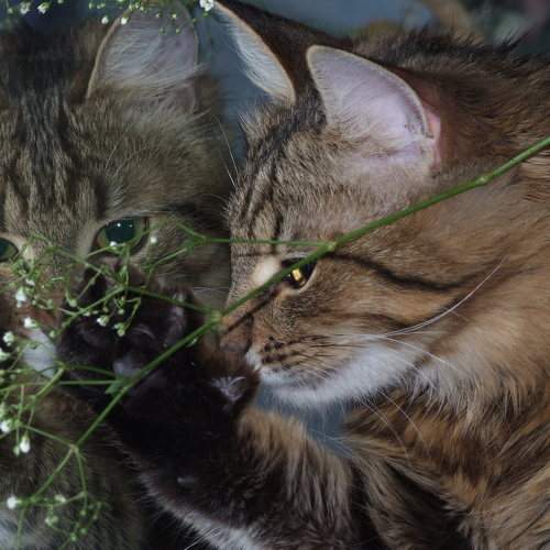 Photo #8823213