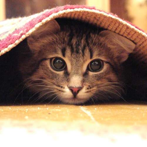 Photo #8823218