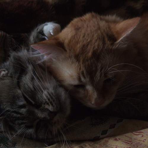 Photo #8823235