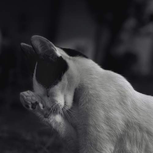 Photo #8824309