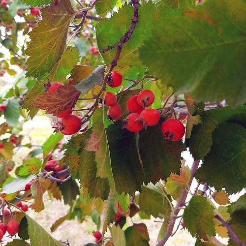 Photo #8824319