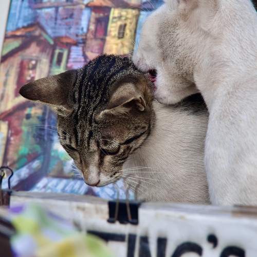 Photo #8824329