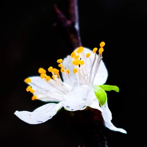 Photo #8824499