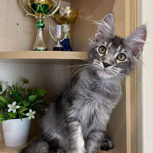 Photo #8825441