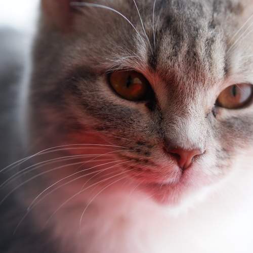 Photo #8825964