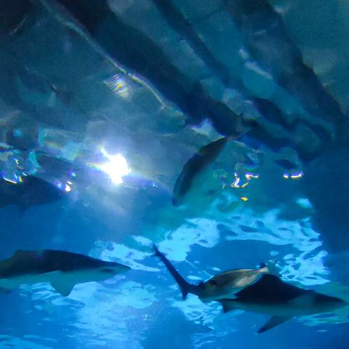 Photo #8826115