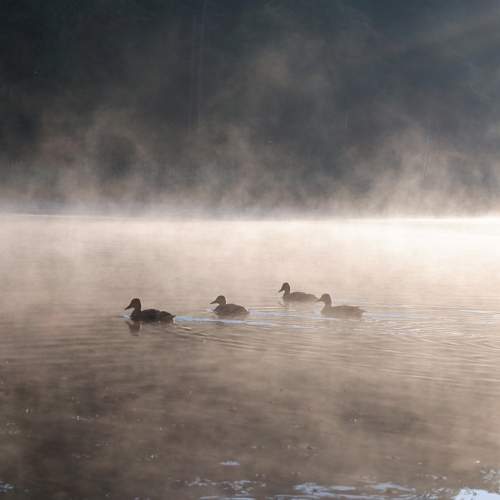 Photo #8826425