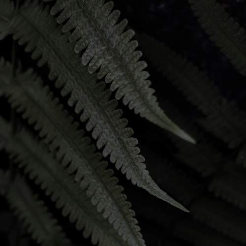 Ferny ferns