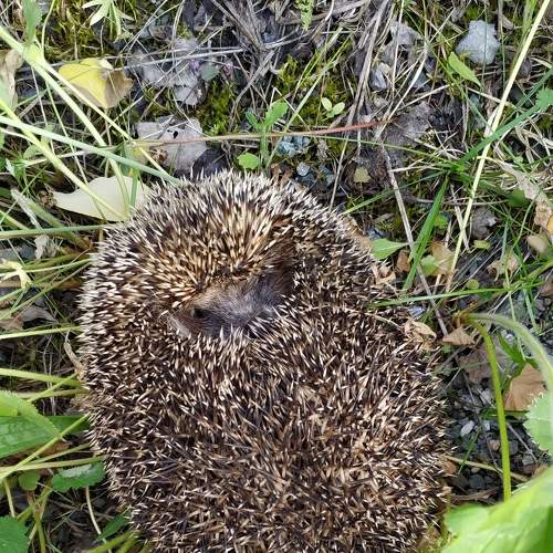 Photo #8827465