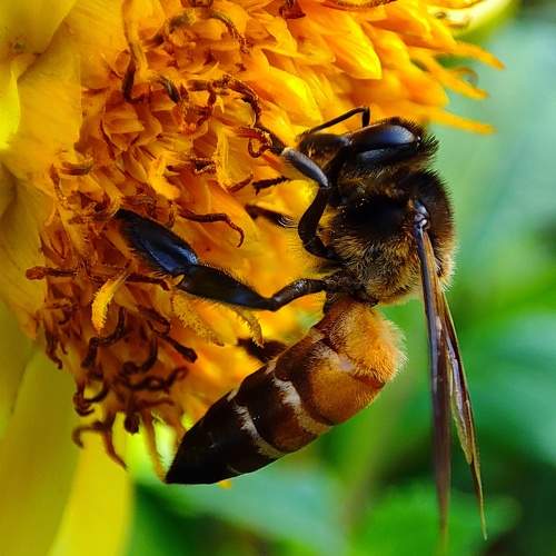 Macro photography