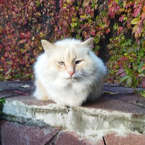 Photo #8827738