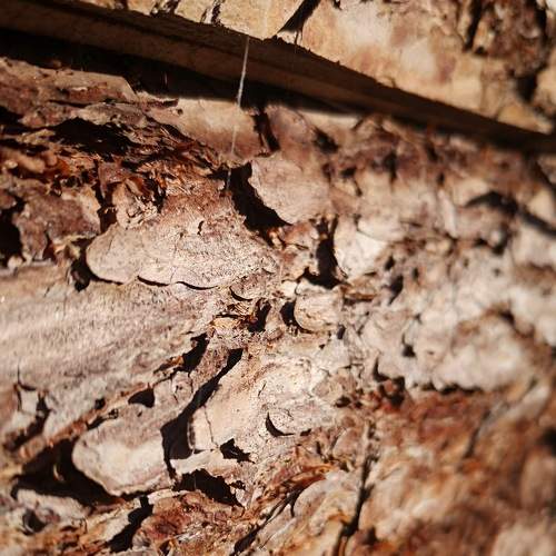 Photo #8827977