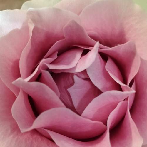Rose's Glory