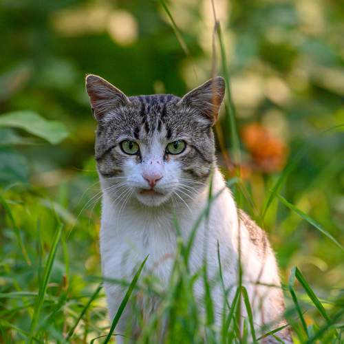 Photo #8828365