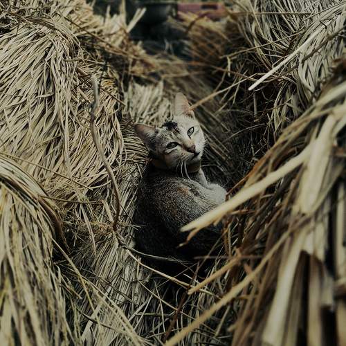 Photo #8828509