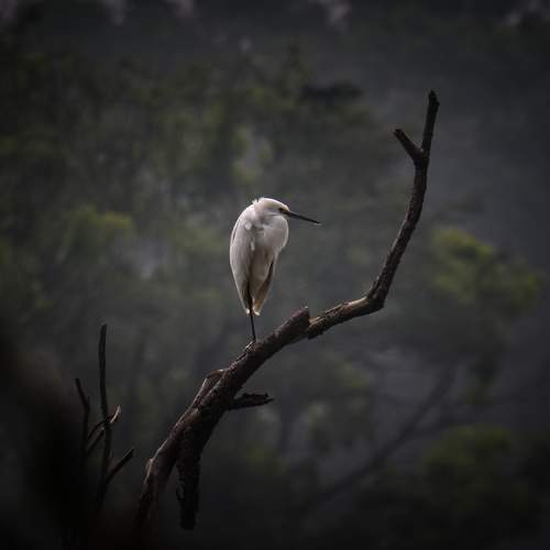 Little Egret Birds