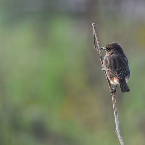 Pied Bush Chat Birds