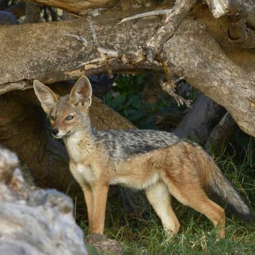 Photo #8828887