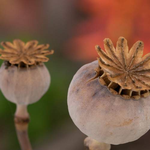 Photo #8829468