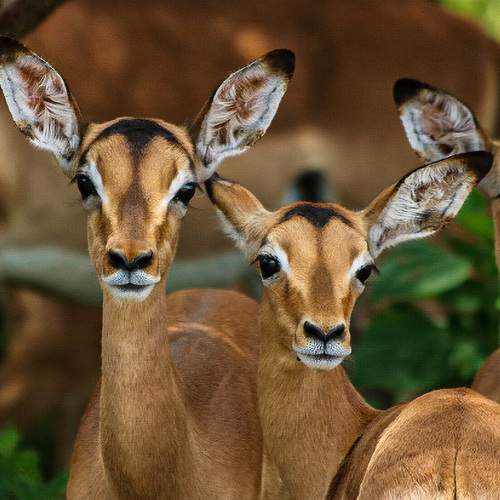 Photo #8829510