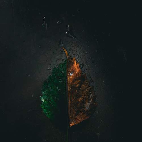 Photo #8830096