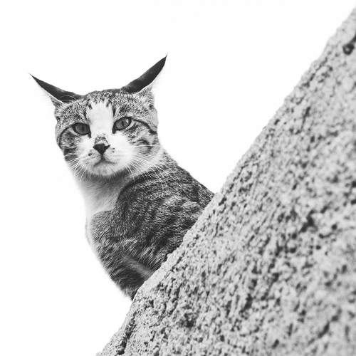 Strange cat