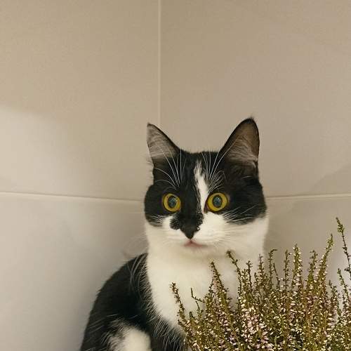 Photo #8830335