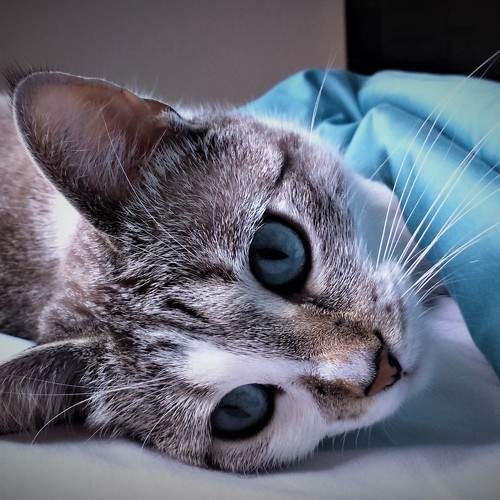Photo #8830837