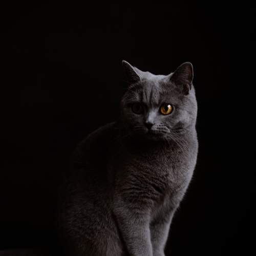 Photo #8831650