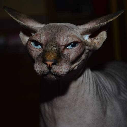 Photo #8832368