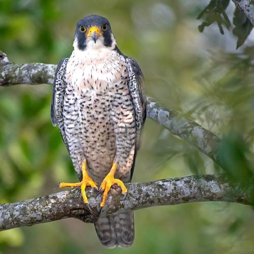 Peregrine falcon