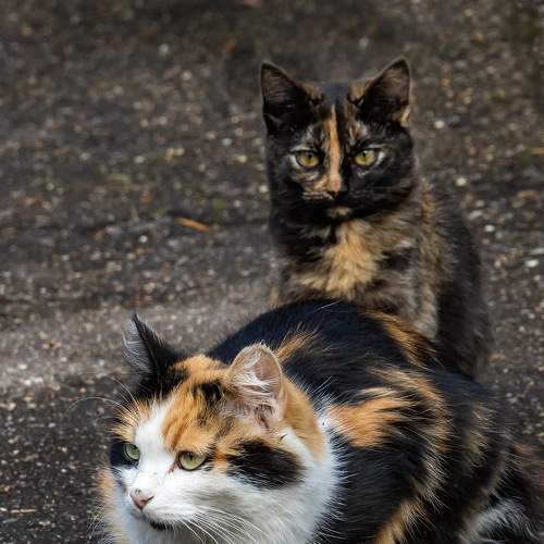 Photo #8833405