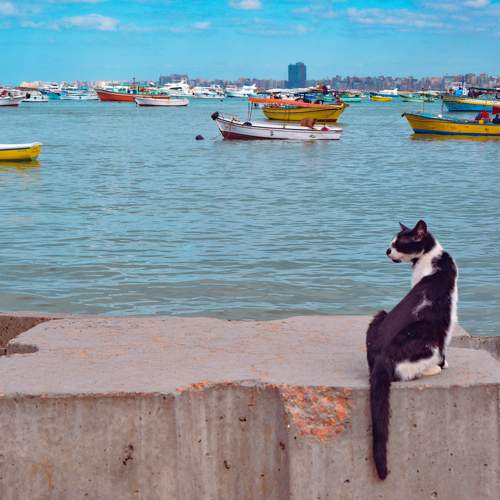 Photo #8833775