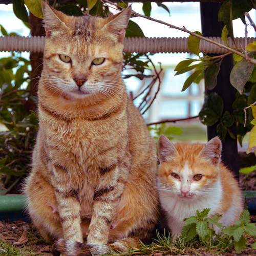 Photo #8833780