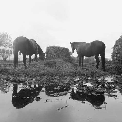Horses