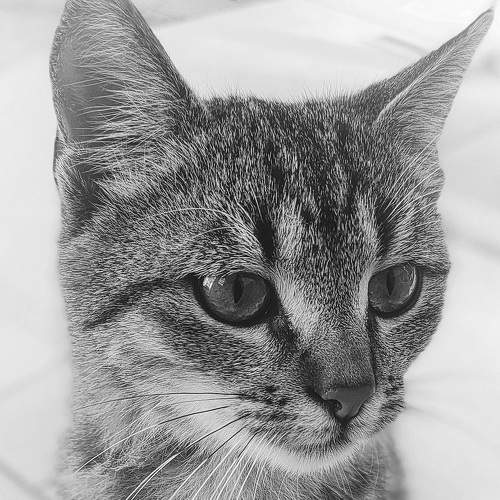 Photo #8834530
