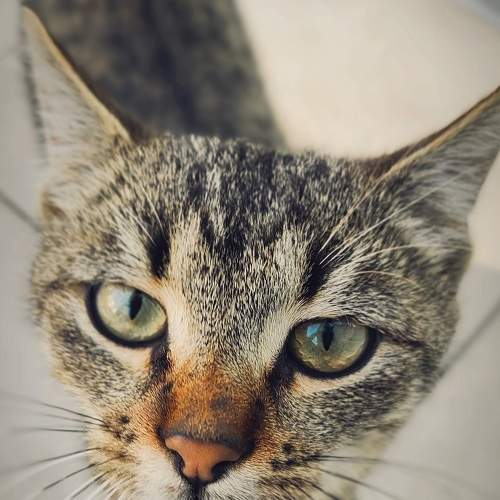 Photo #8834531